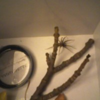 My House Spider Vincent :d