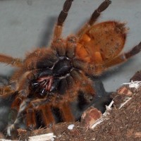 P.murinus