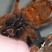 P.murinus