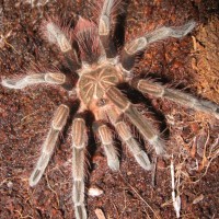 P. Nigricolor ~4.5 Inches Freshly Molted