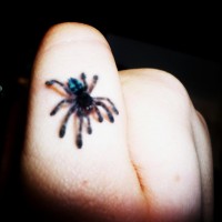 Versicolour Spiderling