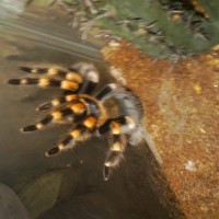 B. Smithi