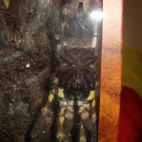 P. Regalis Male Or Female?