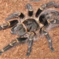 G.pulchripes