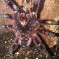 Female Avicularia Versicolour