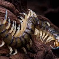 Hemiscolopendra Maginata