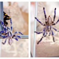 Poecilotheria Metallica