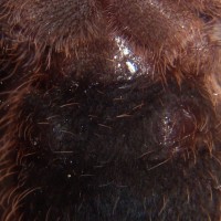 Grammostola Aureostriata Male?