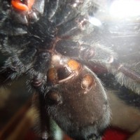 P. Irminia