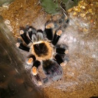 B. Smithi 3 Hours Post Molt