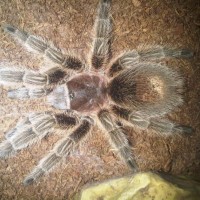 grammostola rosea