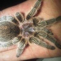 grammostola rosea