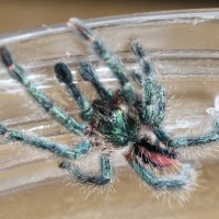 Avicularia Diversipes Sling