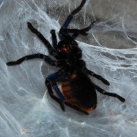 Gbb Molt Sequence