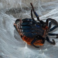 Gbb Molt Sequence