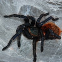 Gbb Molt Sequence