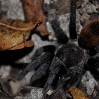 Brachypelma Vagans