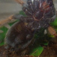 B. Boehmei