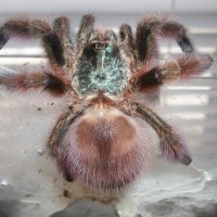 Avicularia Versicolor- Martinique Pink Toe