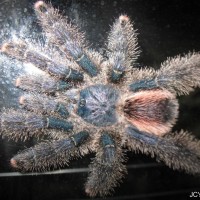 Avicularia Sp. Urticans/peru Purple