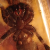 Poecilotheria Miranda Male Or Female