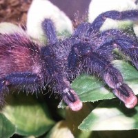 Avicularia Avicularia