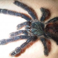 Avicularia Avicularia