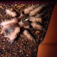 Brachypelma klaasi