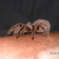 Tarantula