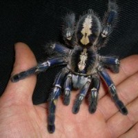 Poecilotheria metallica