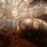 Poecilotheria Miranda Male Or Female#2