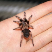 Brachypelma Smithi Juvenile