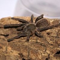 Haplopelma Lividum Juvenile