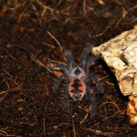 Pamphobeteus Sp. Ecuador Ii Spiderling
