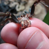 Cyclosternum fasciatum