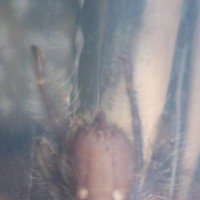 P.metallica Sling