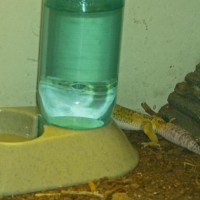 Goofy Leopard Gecko "butters"