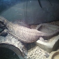 Bearded Dragons