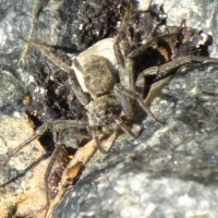 Unknown Spider, View Ii, Sierra Nevada, 11,100 Feet