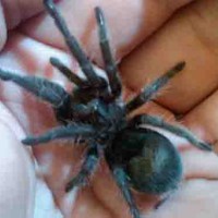 Grammostola Pulchra Black Beauty