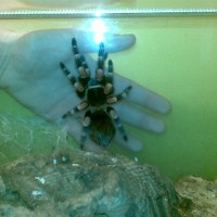 Brachypelma Smithi