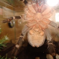 Aphonopelma Seemanni