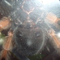 Brachypelma Boehmei