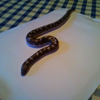 Female Anery Sand Boa