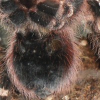 A. Geniculata