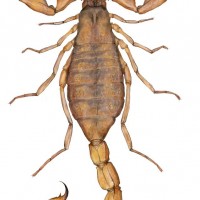 B. Jacksoni Illustration