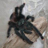 Jen's A. Avicularia