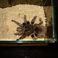 Grammostola?