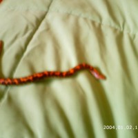 Kenyen Sand Boa