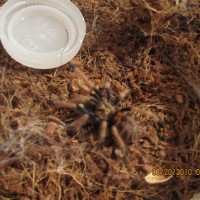 Chromatopelma cyaneopubescens sling